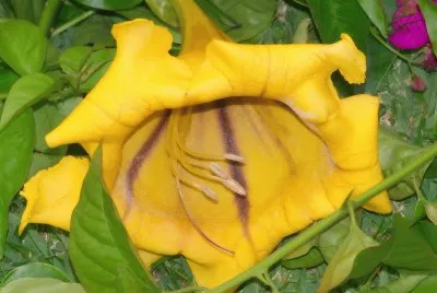 flower jigsaw puzzle
