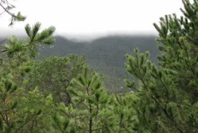 Verde y blanco
