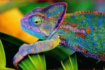 CAMALEON