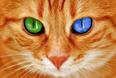 Gato-Ojos-Bi Color.