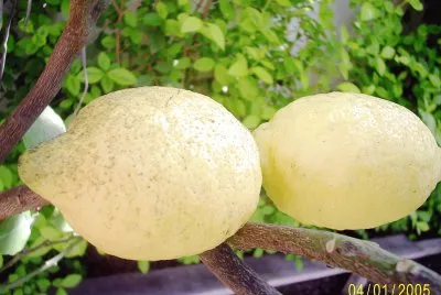 limones