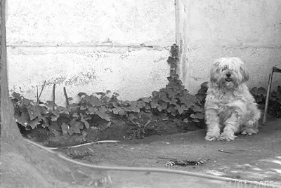 perro