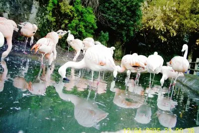 flamencos