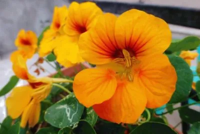imagem jigsaw puzzle