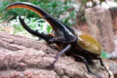ESCARABAJO HERCULES