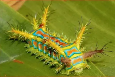 ORUGA ESPINOSA