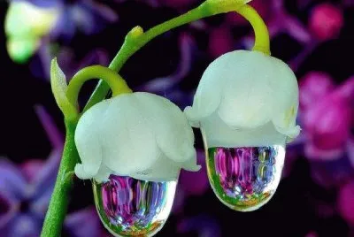 flower jigsaw puzzle