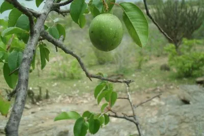 Umbu - Fruto tí­pico nordestino