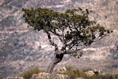 NATUREZA
