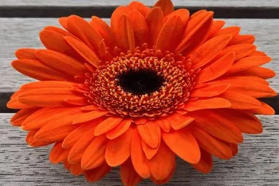 Flor- Gerbera-Naranja. jigsaw puzzle