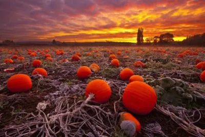 Pumpkin Farm at Sunset