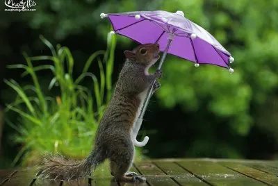 Cute Squirrel Poses with Purple Umbrella