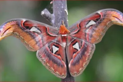 MARIPOSA
