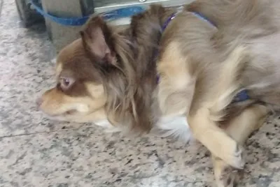 æ›¼å°¼