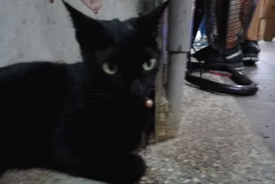 å…æ´—é¤å…·ä¹‹å°é»‘