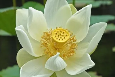 flor de loto jigsaw puzzle
