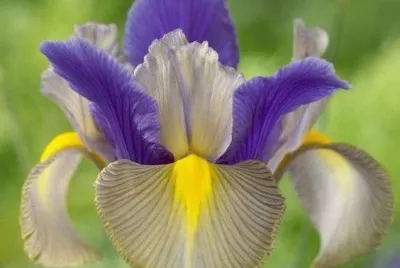 orquÃ­dea jigsaw puzzle