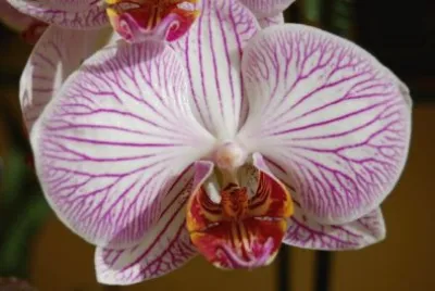 orquÃ­dea jigsaw puzzle