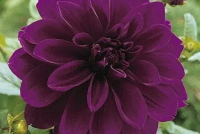 dalia