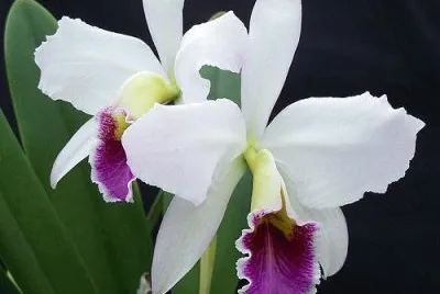 orquÃ­dea jigsaw puzzle