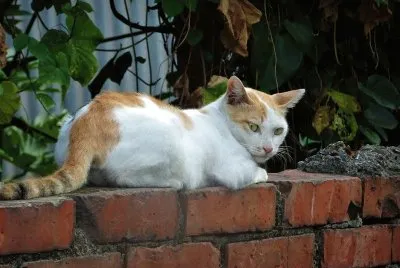 è²“å’ªCat jigsaw puzzle