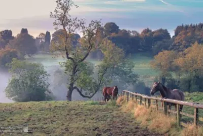 Mist   horses jigsaw puzzle