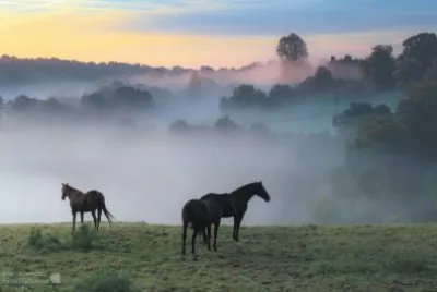 Mist   horses 2 jigsaw puzzle