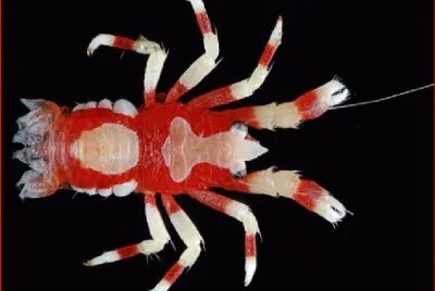 ARAÃ‘A ROJA