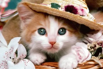 cat4