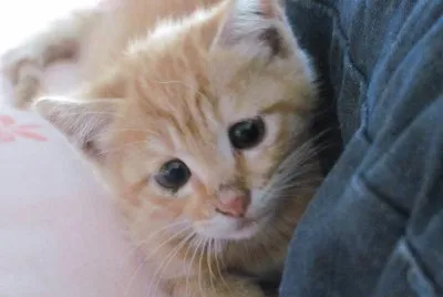 cat5