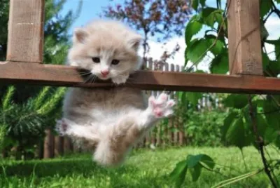 cat6