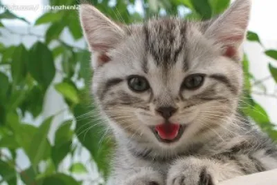 cat7