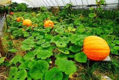å—ç“œpumpkin