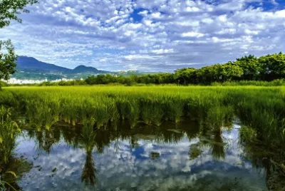 Beitou-rice field
