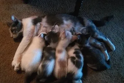 Mama and babies