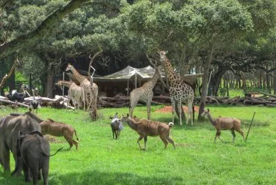פאזל של wild is life harare