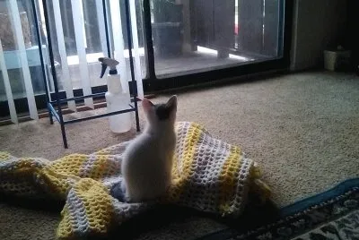 cleo looking for birds