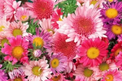 FLORES ROSAS :) jigsaw puzzle