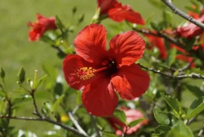 imagem jigsaw puzzle