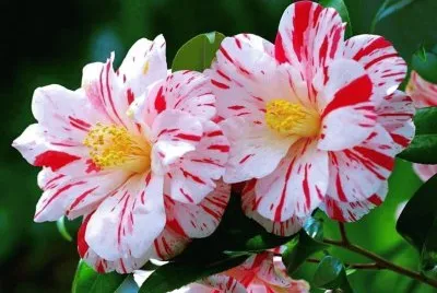 imagem jigsaw puzzle