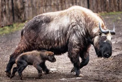 mom#255