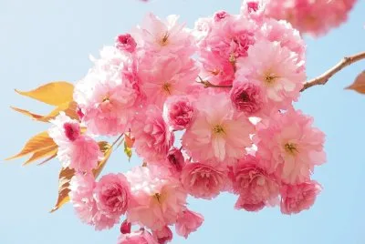 FLORES