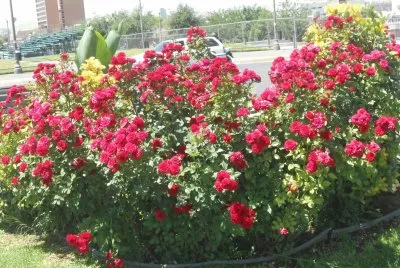 flores