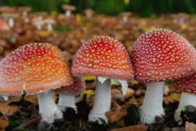 funghi