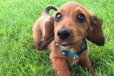 perrito