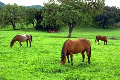 CABALLOS jigsaw puzzle