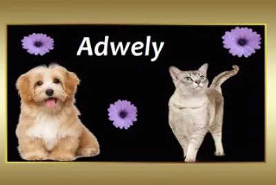 Animais