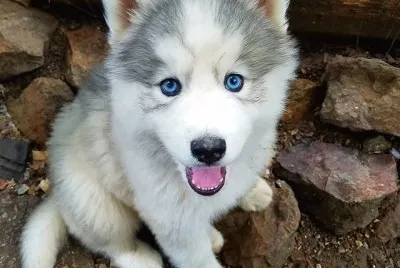 lindo Husky