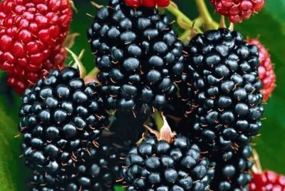 moras jigsaw puzzle