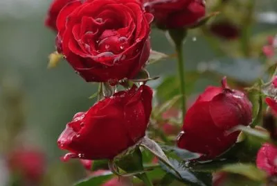 rosas